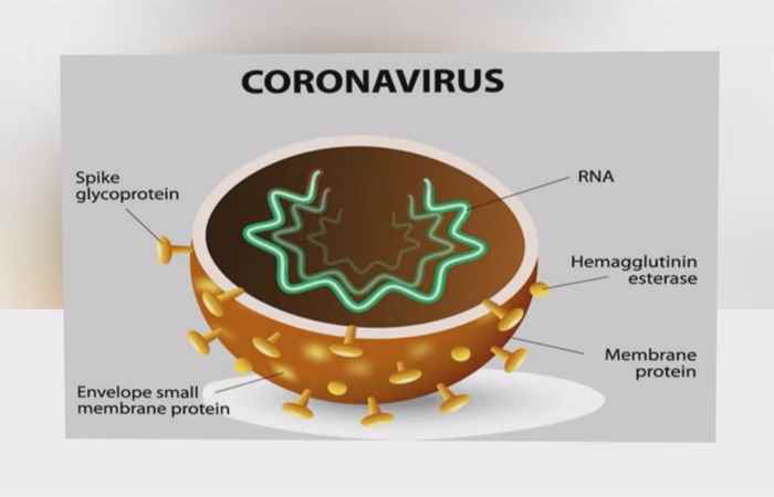 Sống khỏe 360 -  Virus corona mới có thể lây qua đường tiêu hóa (06-02-2020)